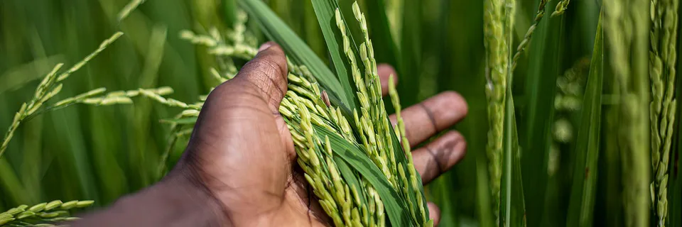 Agroecology Boosts Maize Yield in Kirimiro, Burundi