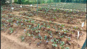 Performance Assessment of Sugar Beet (Beta Vulgaris L.) for Root and Yield Characters in Humid Tropics