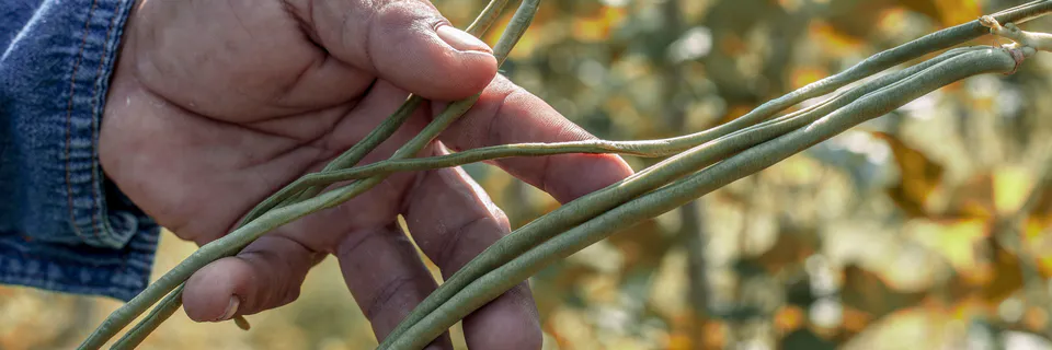 Recommended Carrot Production and Handling Practices