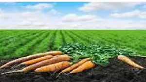 Recommended Carrot Production and Handling Practices