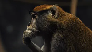 Animality and Forgetfulness in the Second Untimely Meditation