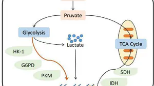 The Role of Lactate Metabolism in Tumorsa a Minireview