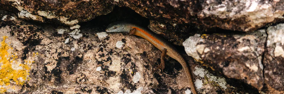 Group-Theoretic Approach to Ecological Niches