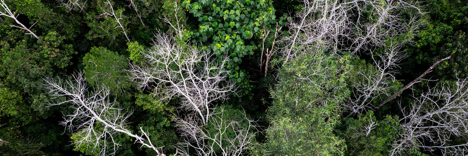 Environmental Crisis in the Bolivian Amazon